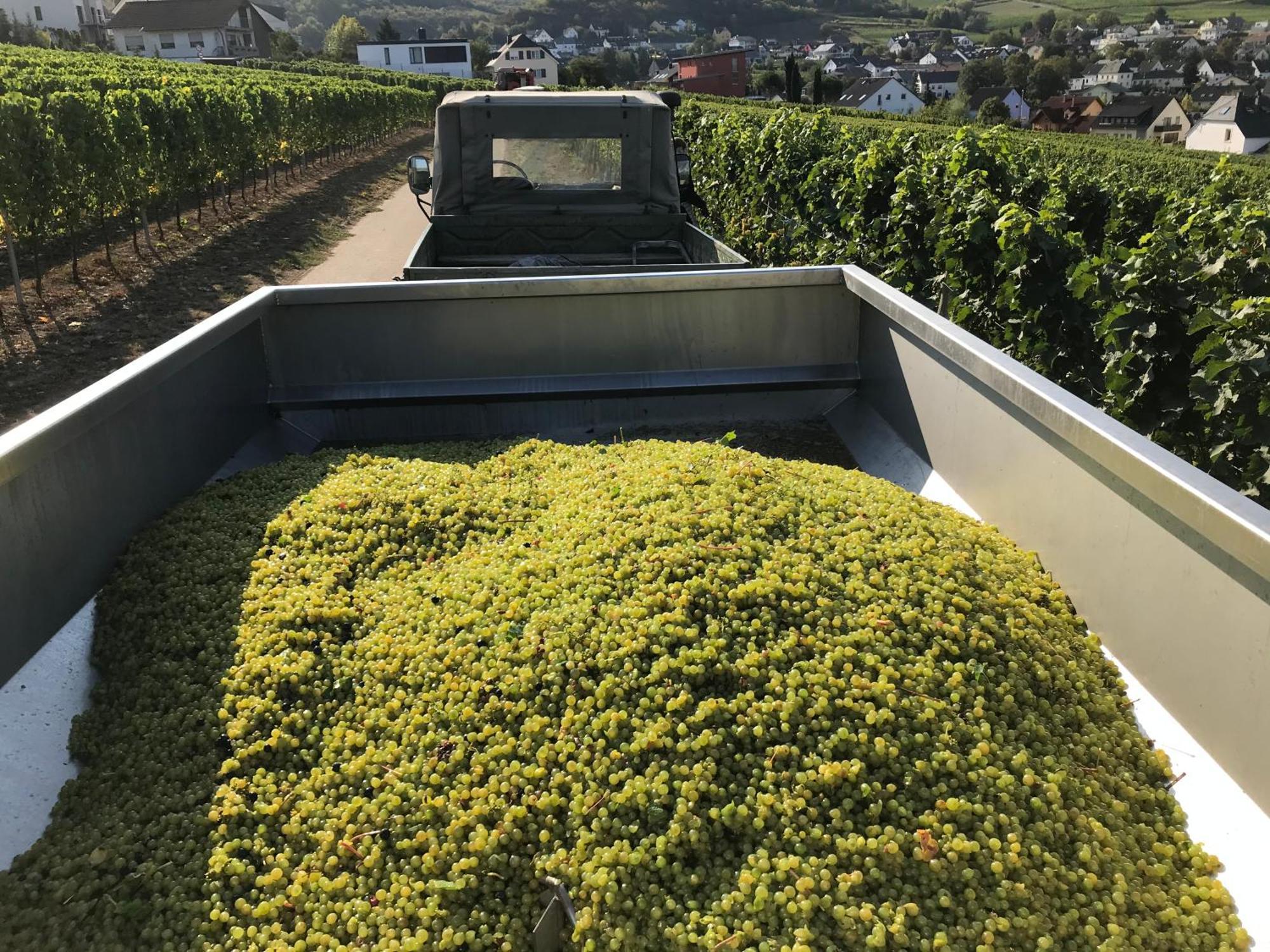 Gaestehaus Und Weingut Bernd Frieden Nittel Exterior foto